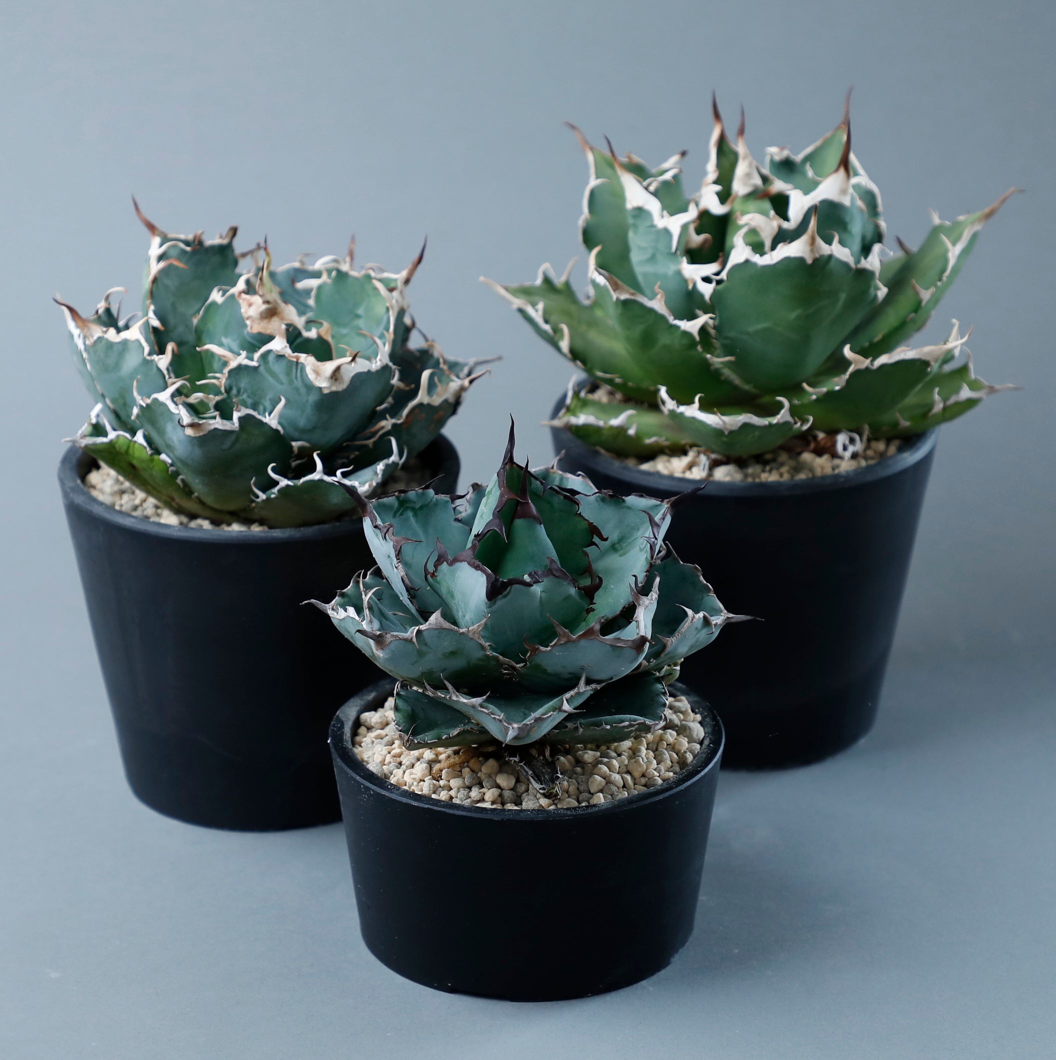 アガベを入荷しました。 – KUSABI