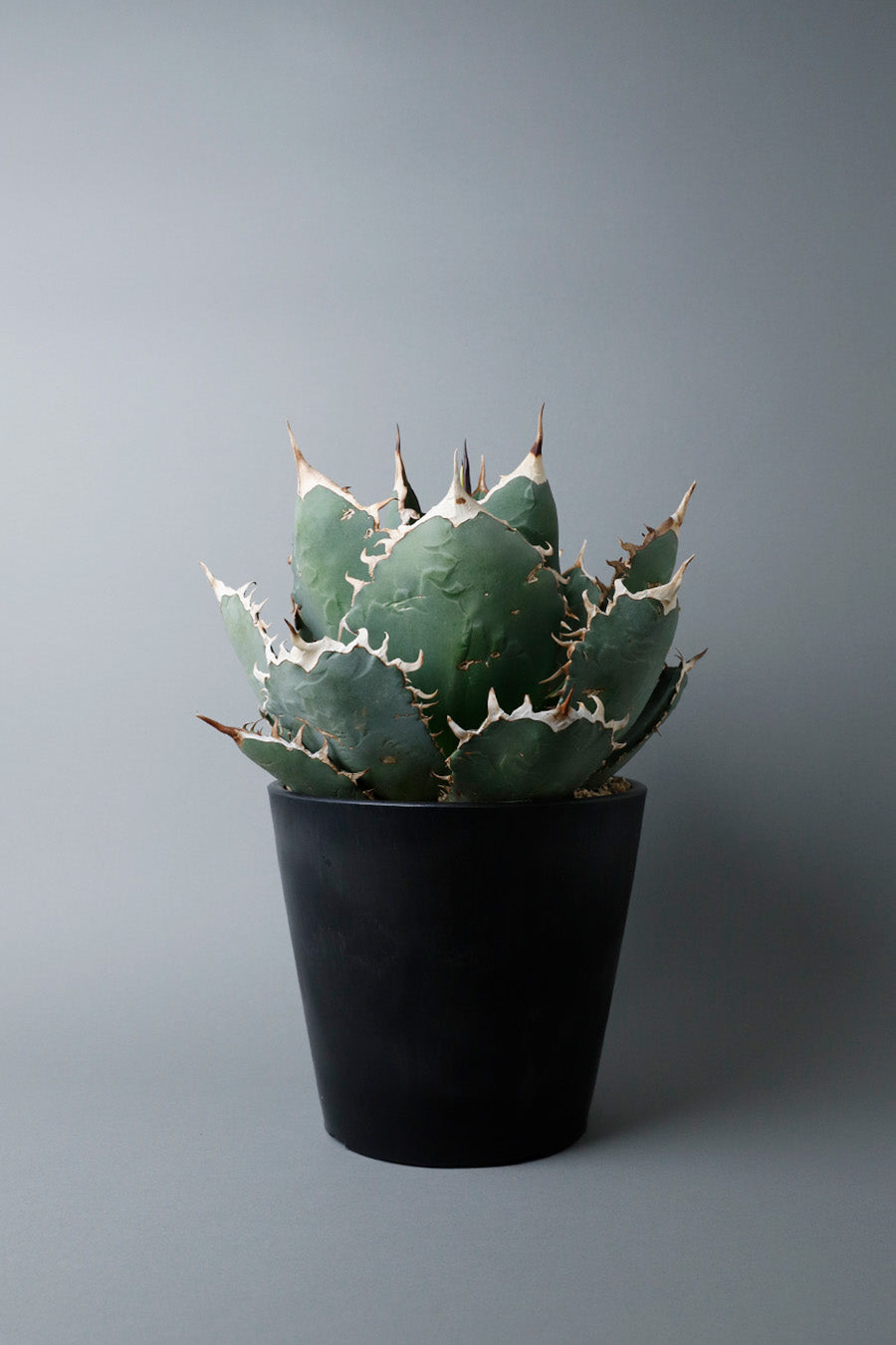 アガベ　オテロイ実生　53 アガベ オテロイ 実生株 Agave oteroi seeding 050 | Sunny