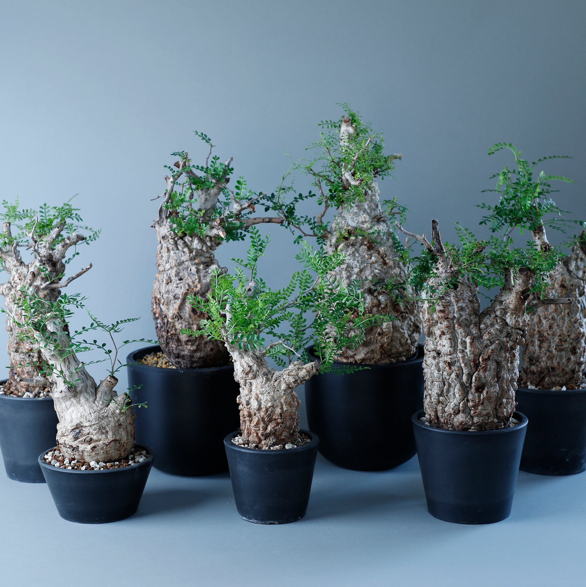 オペルクリカリア パキプス 塊根の王様 発根済