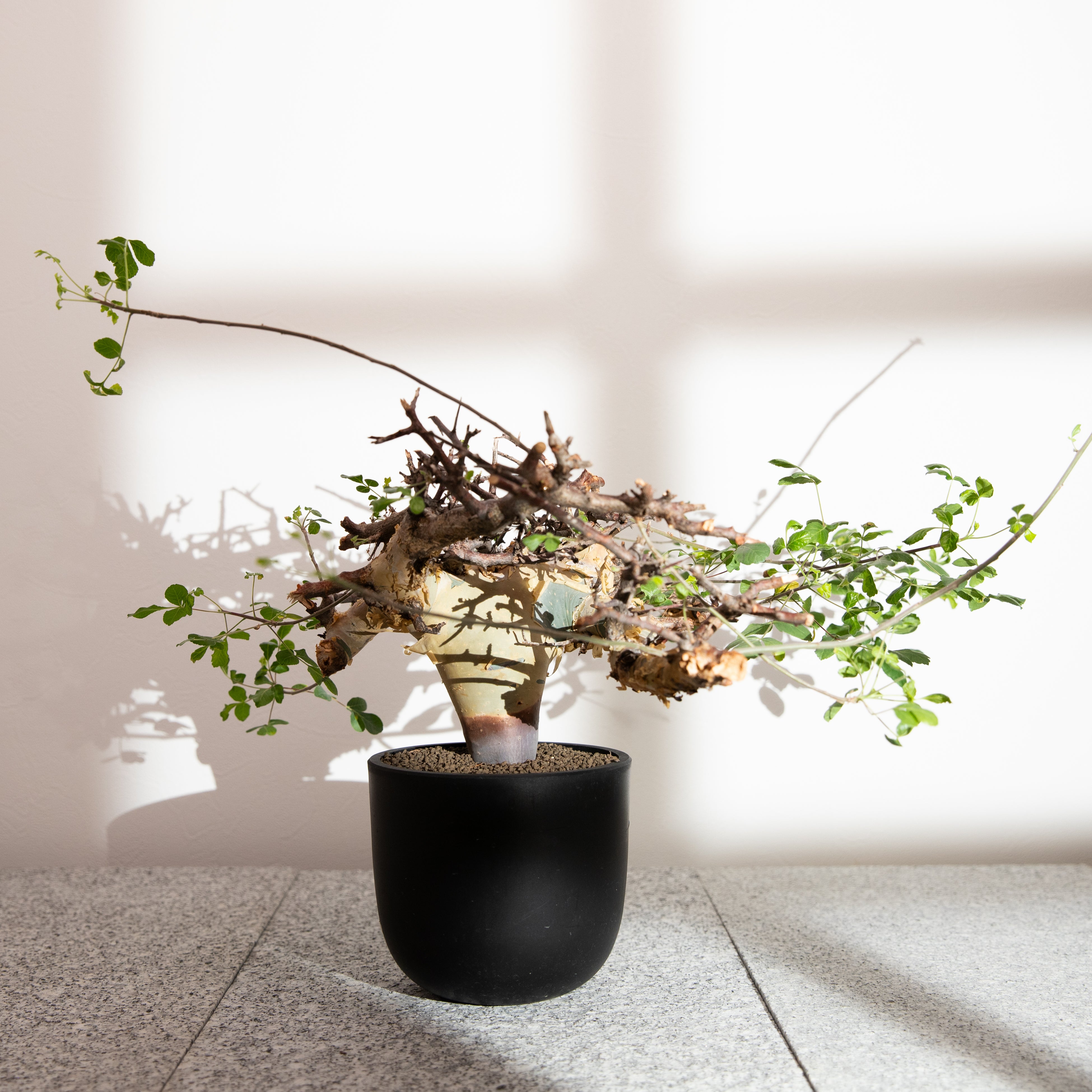 plants-all – KUSABI