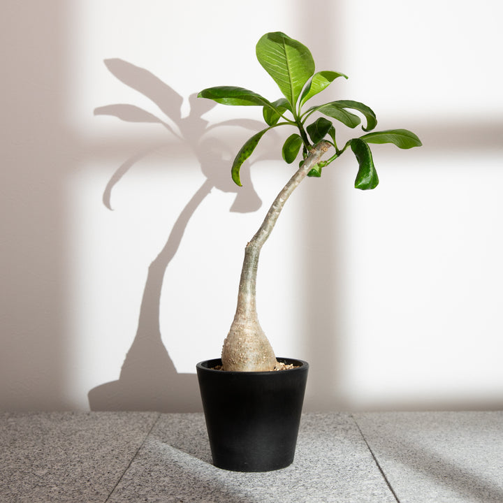 パキポディウム・デカリー【実生】｜(PK-DEC-2504-002-ES)