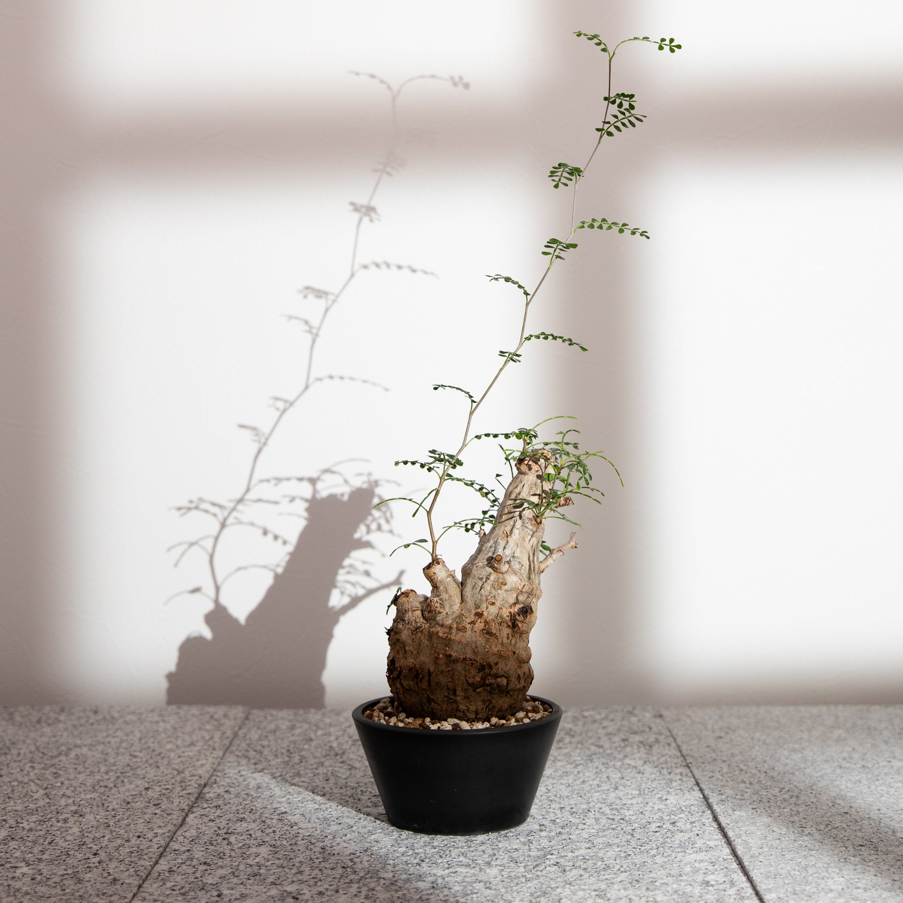 plants-all – KUSABI