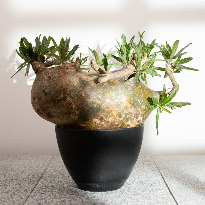 パキポディウム グラキリス｜（PK-GRA-2411-007-ES）