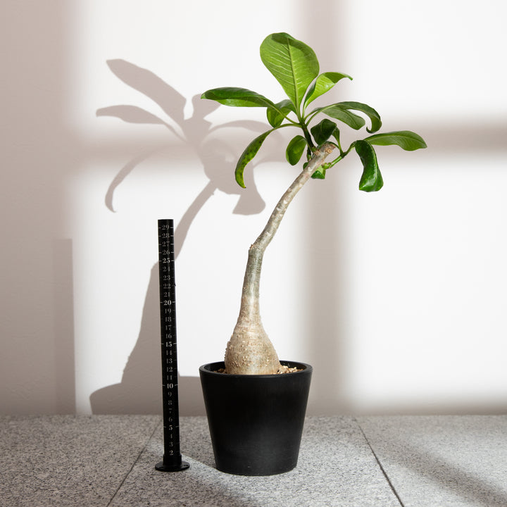 パキポディウム・デカリー【実生】｜(PK-DEC-2504-002-ES)