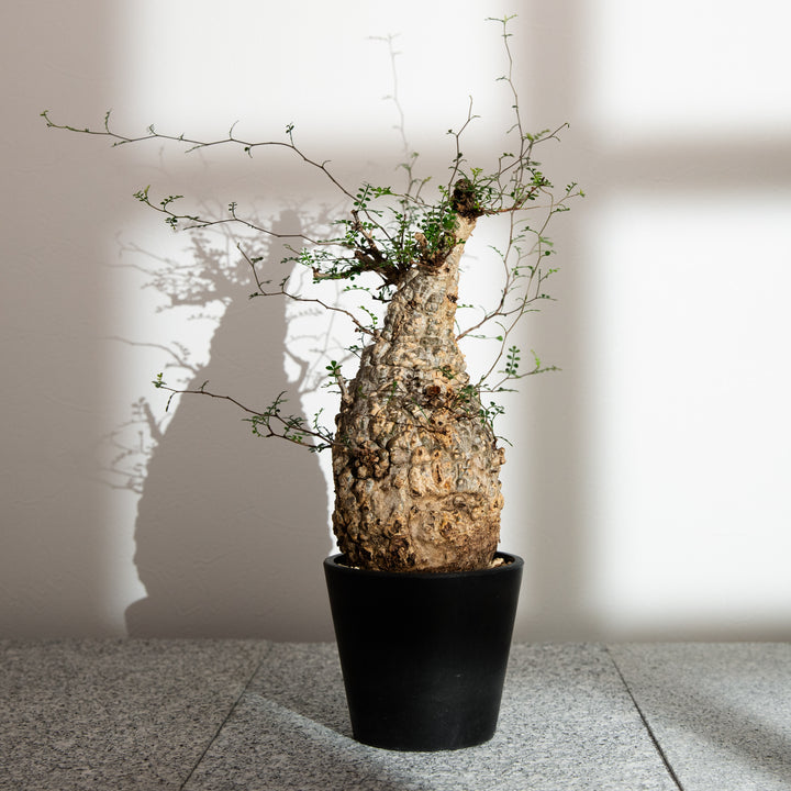 オペルクリカリア パキプス｜（OP-PAC-2406-004-ES）