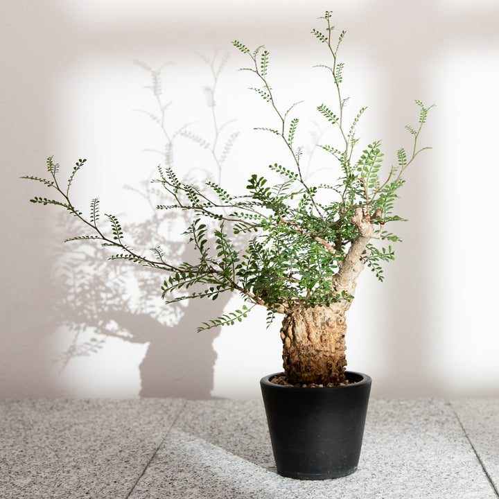 オペルクリカリア パキプス ｜（OP-PAC-2408-002-ES）