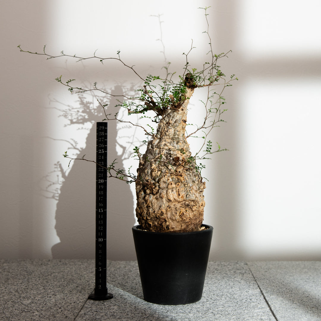 オペルクリカリア パキプス｜（OP-PAC-2406-004-ES）