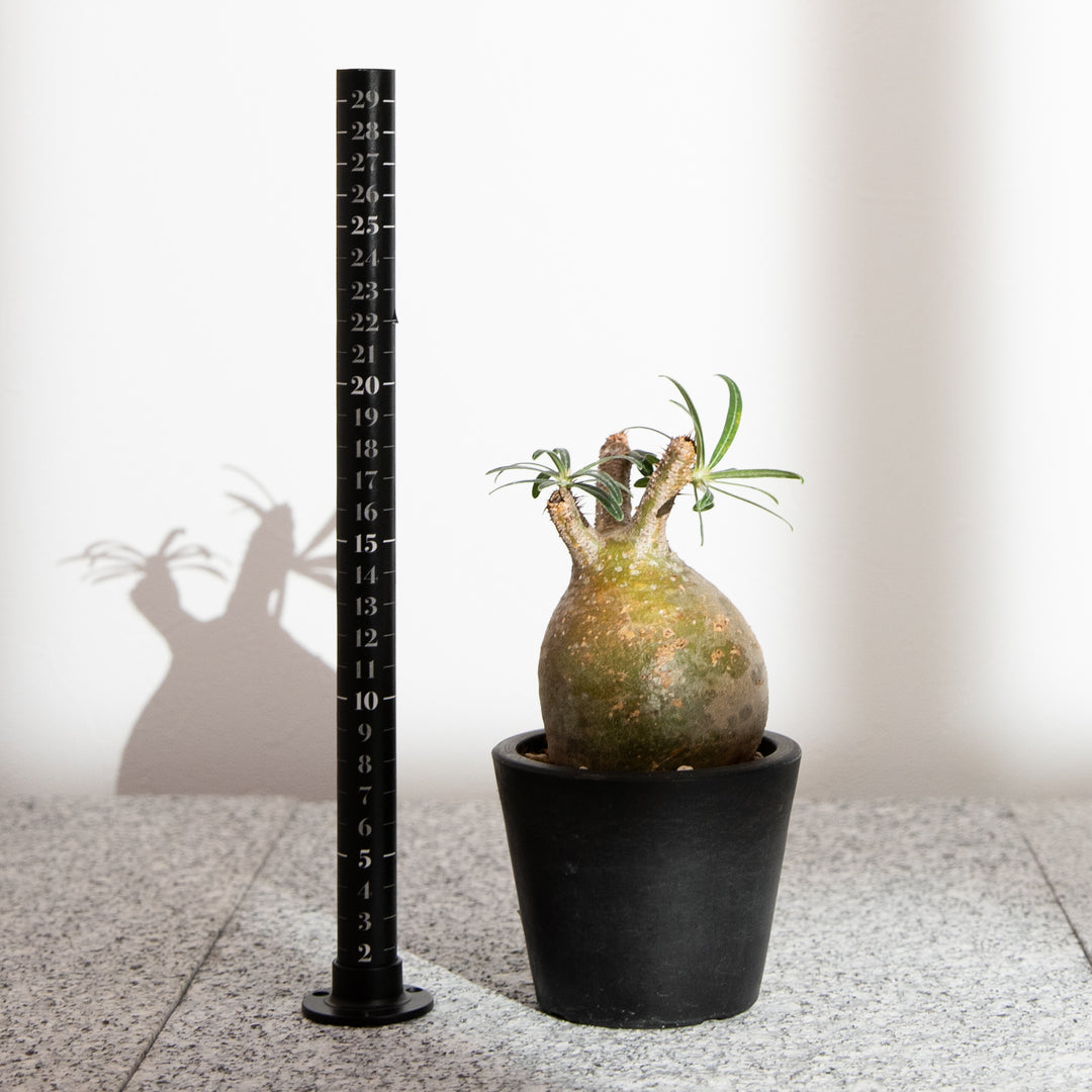 パキポディウム・グラキリス｜(PK-GRA-2507-002-ES)