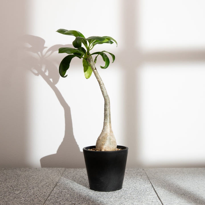 パキポディウム・デカリー【実生】｜(PK-DEC-2504-002-ES)