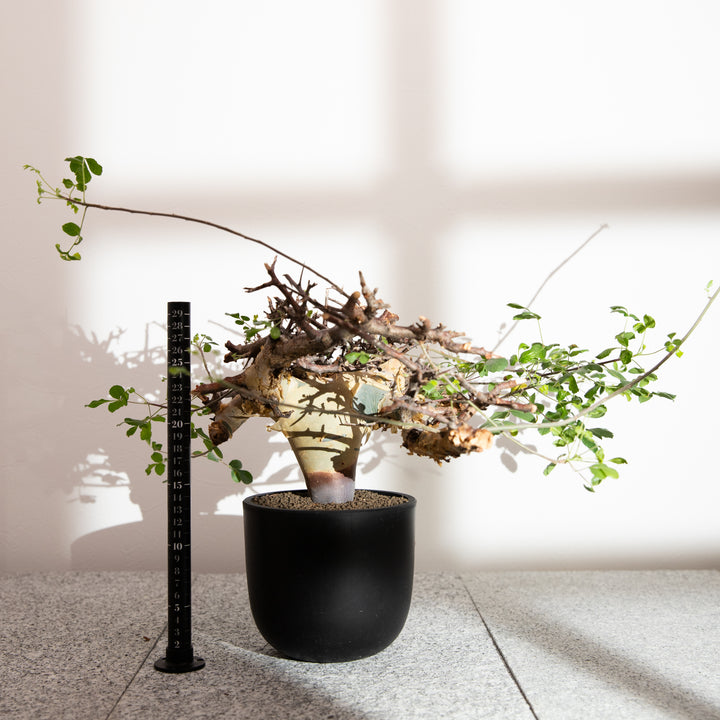 コミフォラ カタフ｜（CM-KAT-2504-001-ES）