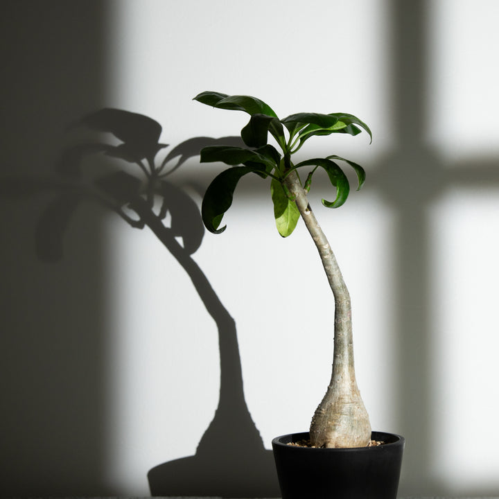 パキポディウム・デカリー【実生】｜(PK-DEC-2504-002-ES)