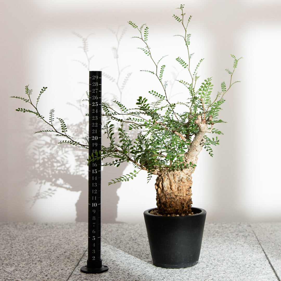 オペルクリカリア パキプス ｜（OP-PAC-2408-002-ES）