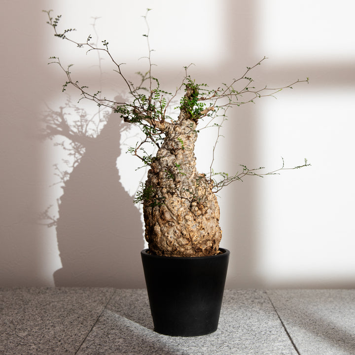 オペルクリカリア パキプス｜（OP-PAC-2406-004-ES）