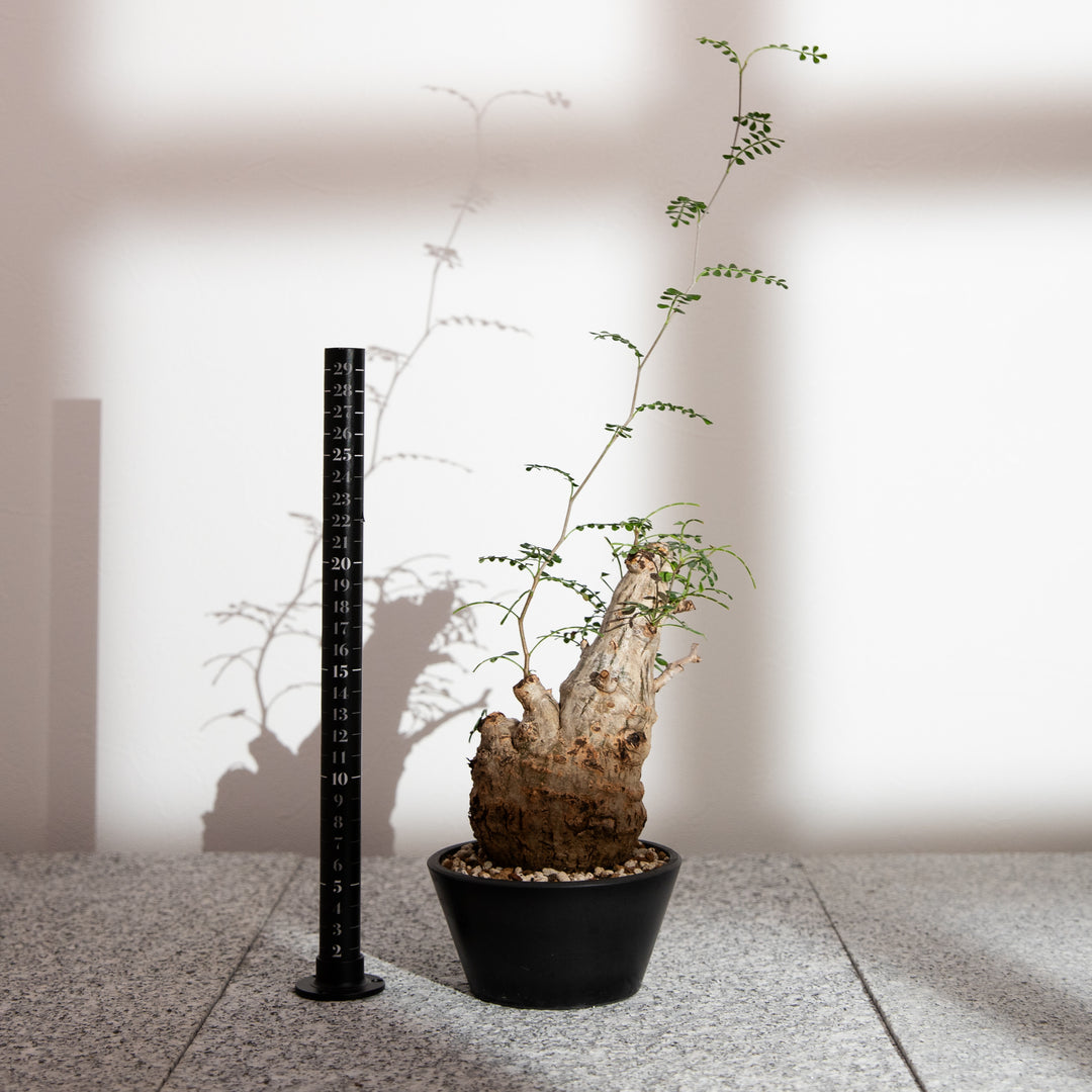 オペルクリカリア パキプス ｜（OP-PAC-2503-008-ES）