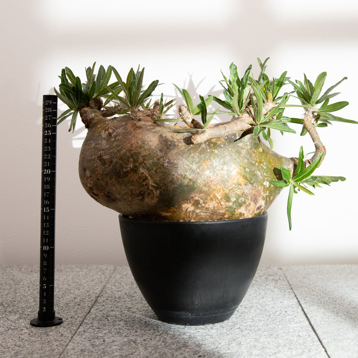 パキポディウム グラキリス｜（PK-GRA-2411-007-ES）