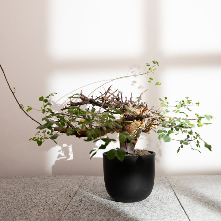 コミフォラ カタフ｜（CM-KAT-2504-001-ES）