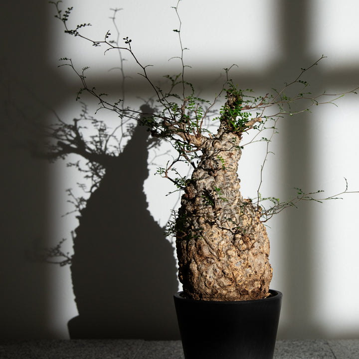 オペルクリカリア パキプス｜（OP-PAC-2406-004-ES）