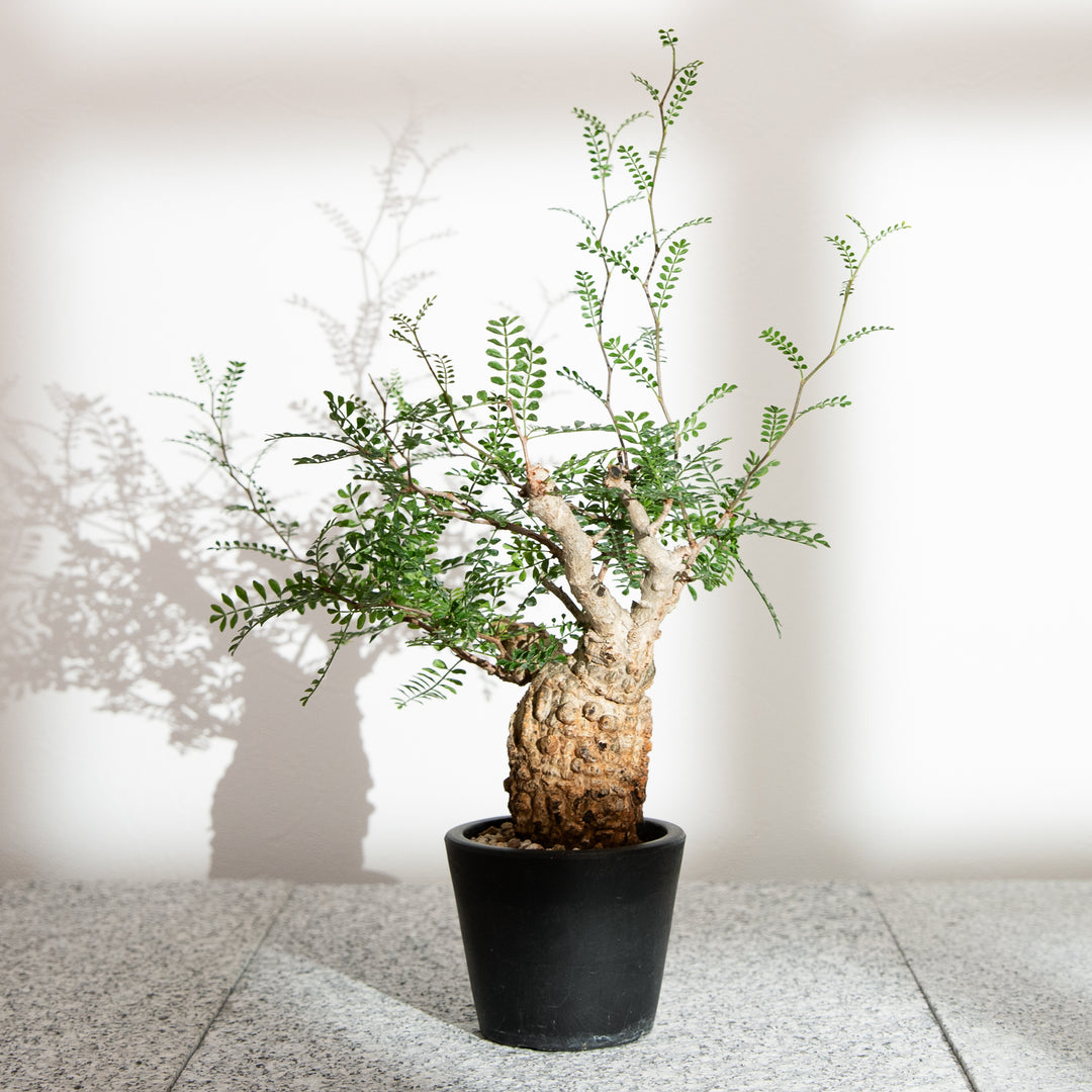 オペルクリカリア パキプス ｜（OP-PAC-2408-002-ES）