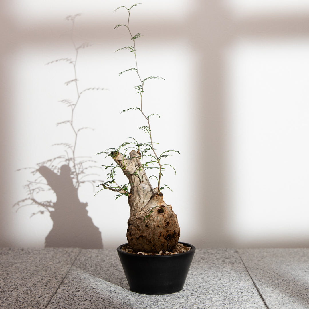 オペルクリカリア パキプス ｜（OP-PAC-2503-008-ES）