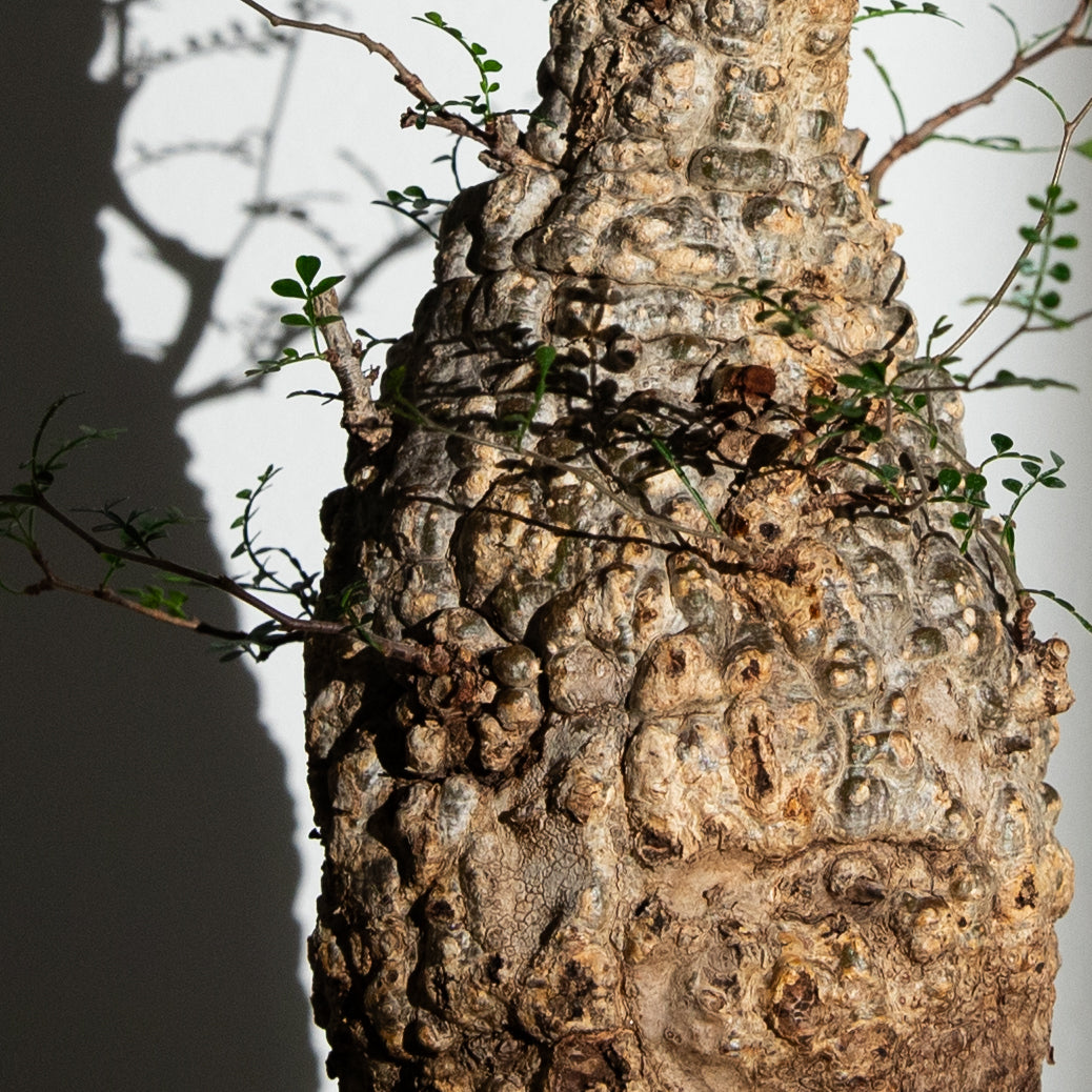 オペルクリカリア パキプス｜（OP-PAC-2406-004-ES）