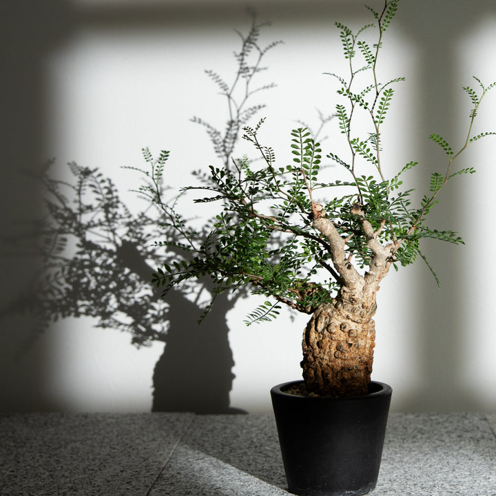 オペルクリカリア パキプス ｜（OP-PAC-2408-002-ES）