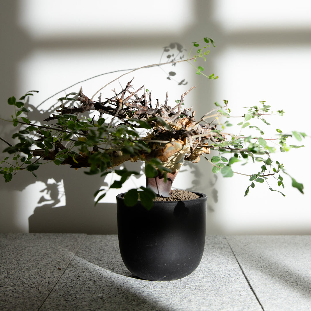 コミフォラ カタフ｜（CM-KAT-2504-001-ES）