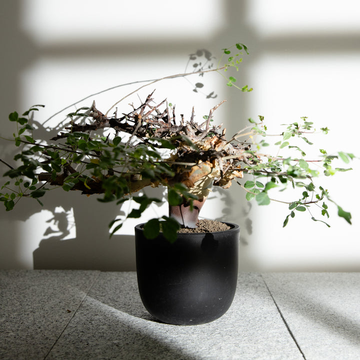 コミフォラ カタフ｜（CM-KAT-2504-001-ES）