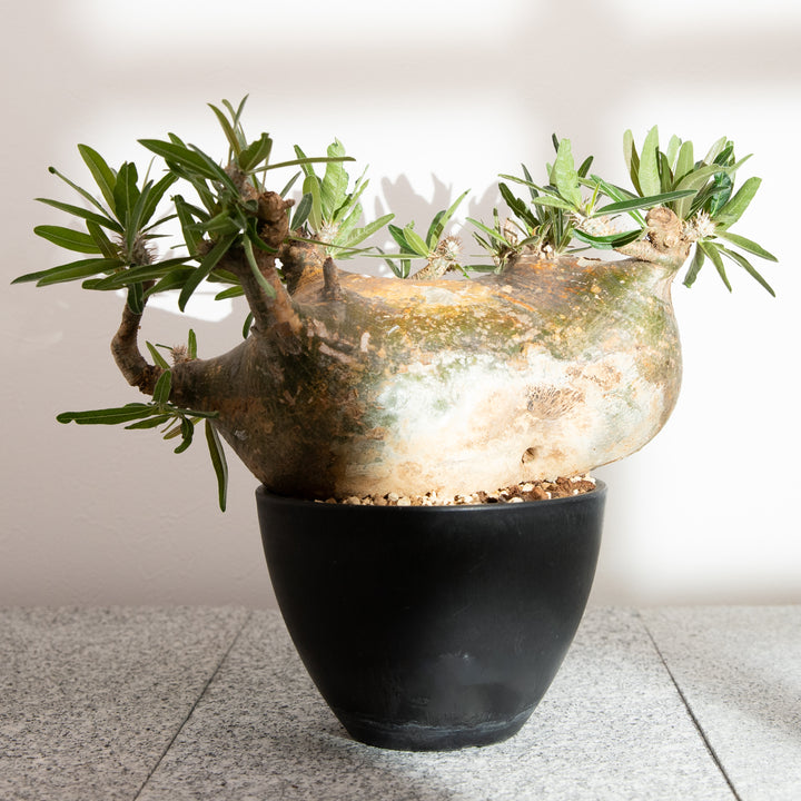 パキポディウム グラキリス｜（PK-GRA-2411-007-ES）