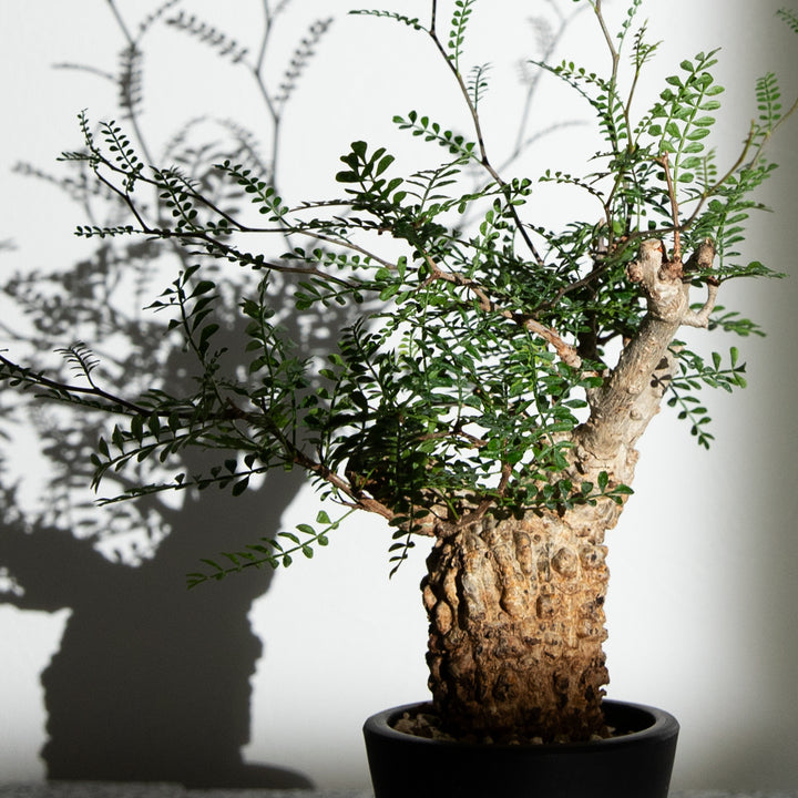 オペルクリカリア パキプス ｜（OP-PAC-2408-002-ES）