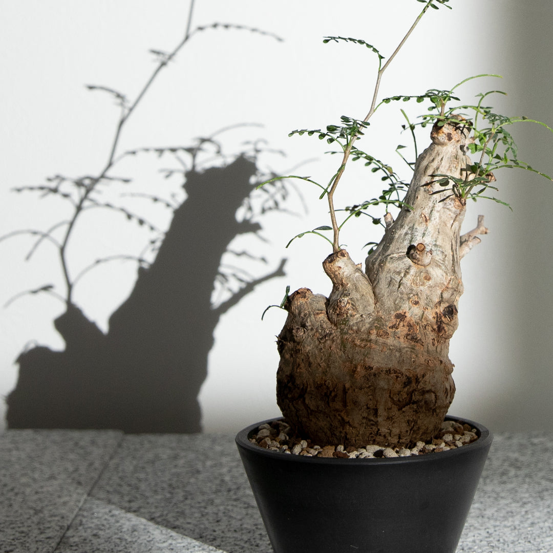 オペルクリカリア パキプス ｜（OP-PAC-2503-008-ES）