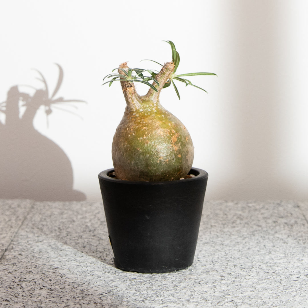 パキポディウム・グラキリス｜(PK-GRA-2507-002-ES)