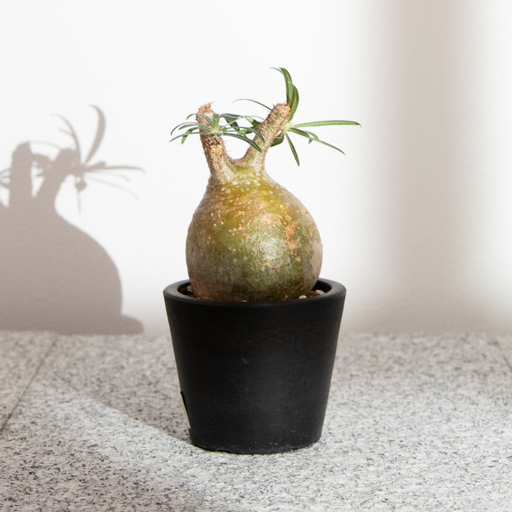 パキポディウム・グラキリス｜(PK-GRA-2507-002-ES)