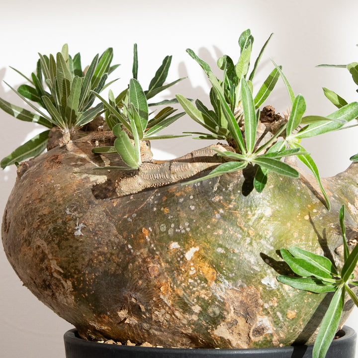 パキポディウム グラキリス｜（PK-GRA-2411-007-ES）