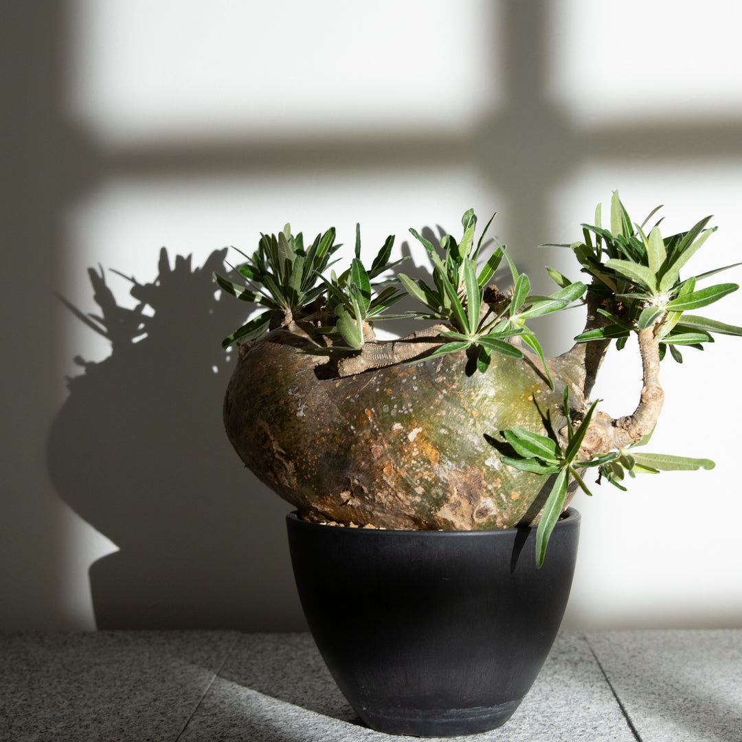 パキポディウム グラキリス｜（PK-GRA-2411-007-ES）