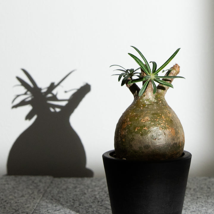 パキポディウム・グラキリス｜(PK-GRA-2507-002-ES)