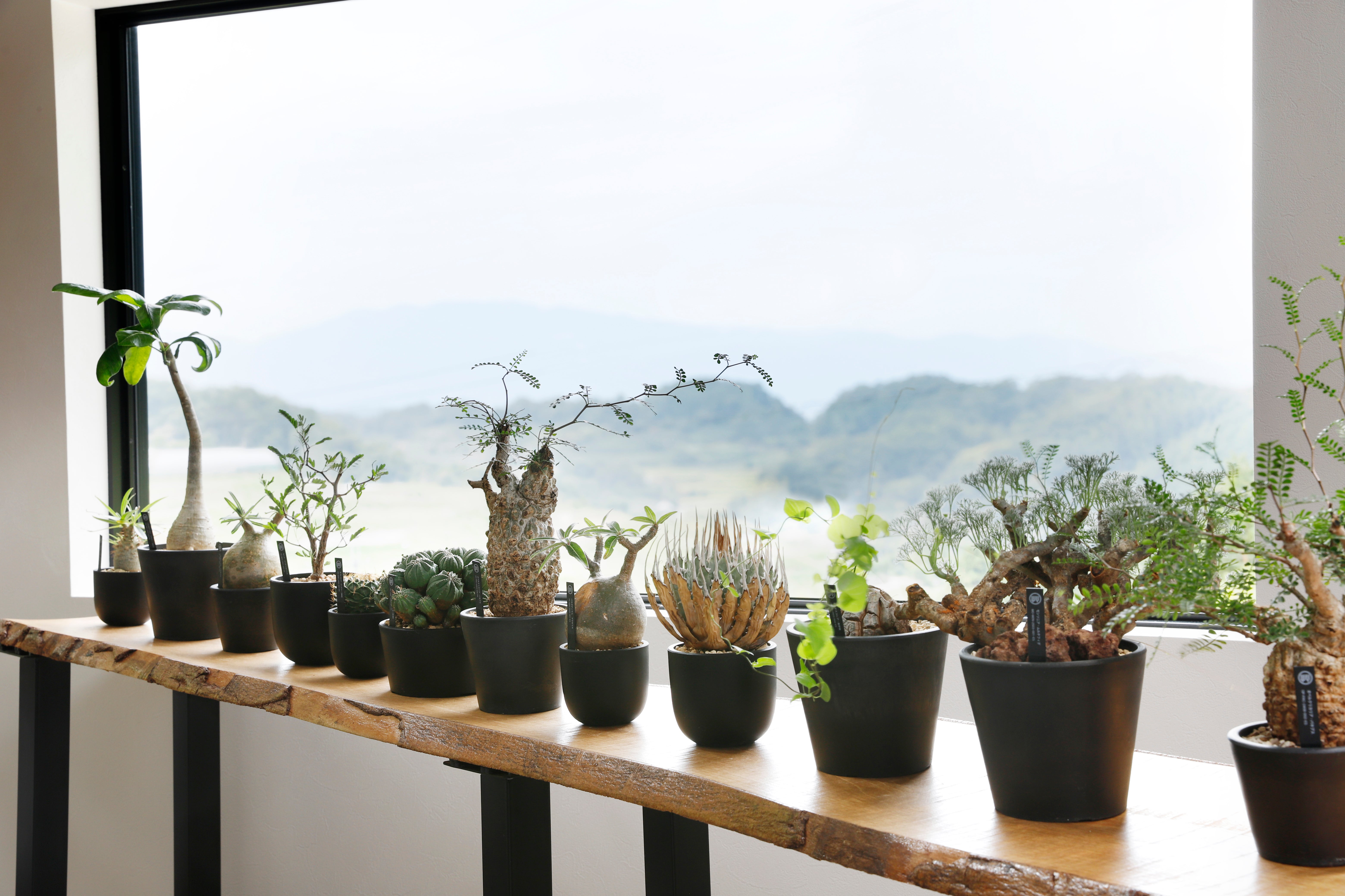 KUSABI オンラインショップ