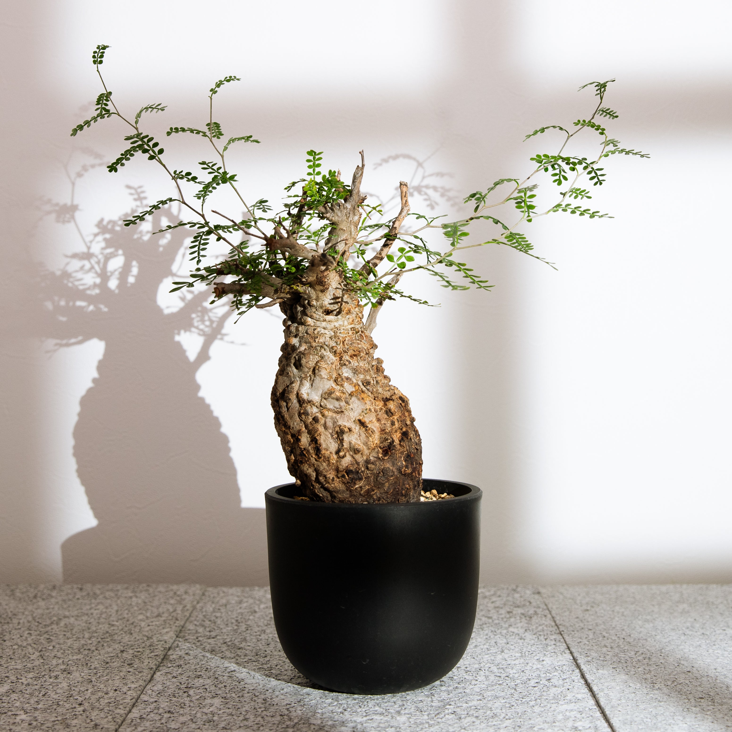 plants-all – KUSABI