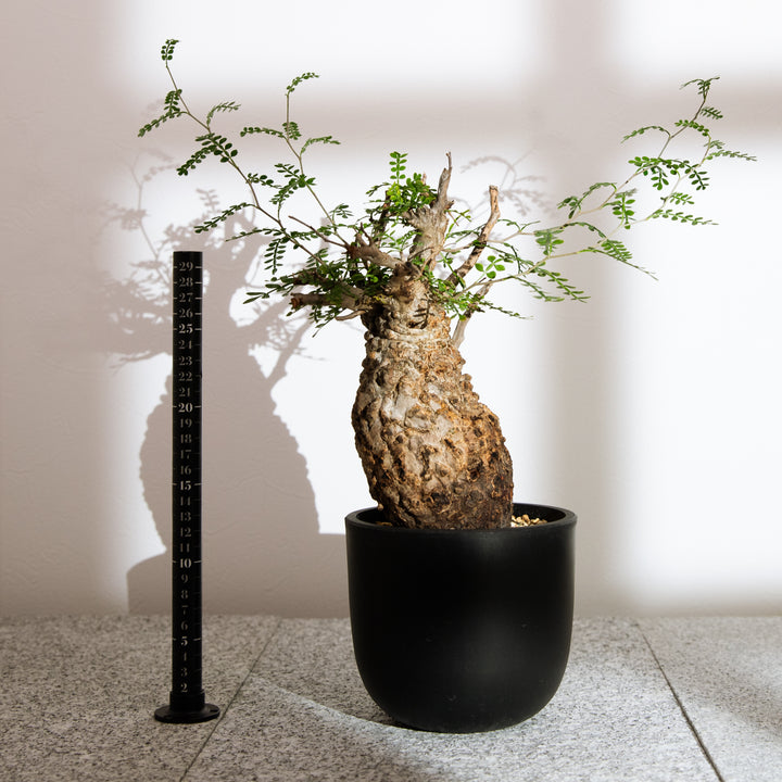 オペルクリカリア パキプス｜（OP-PAC-2503-009-ES）