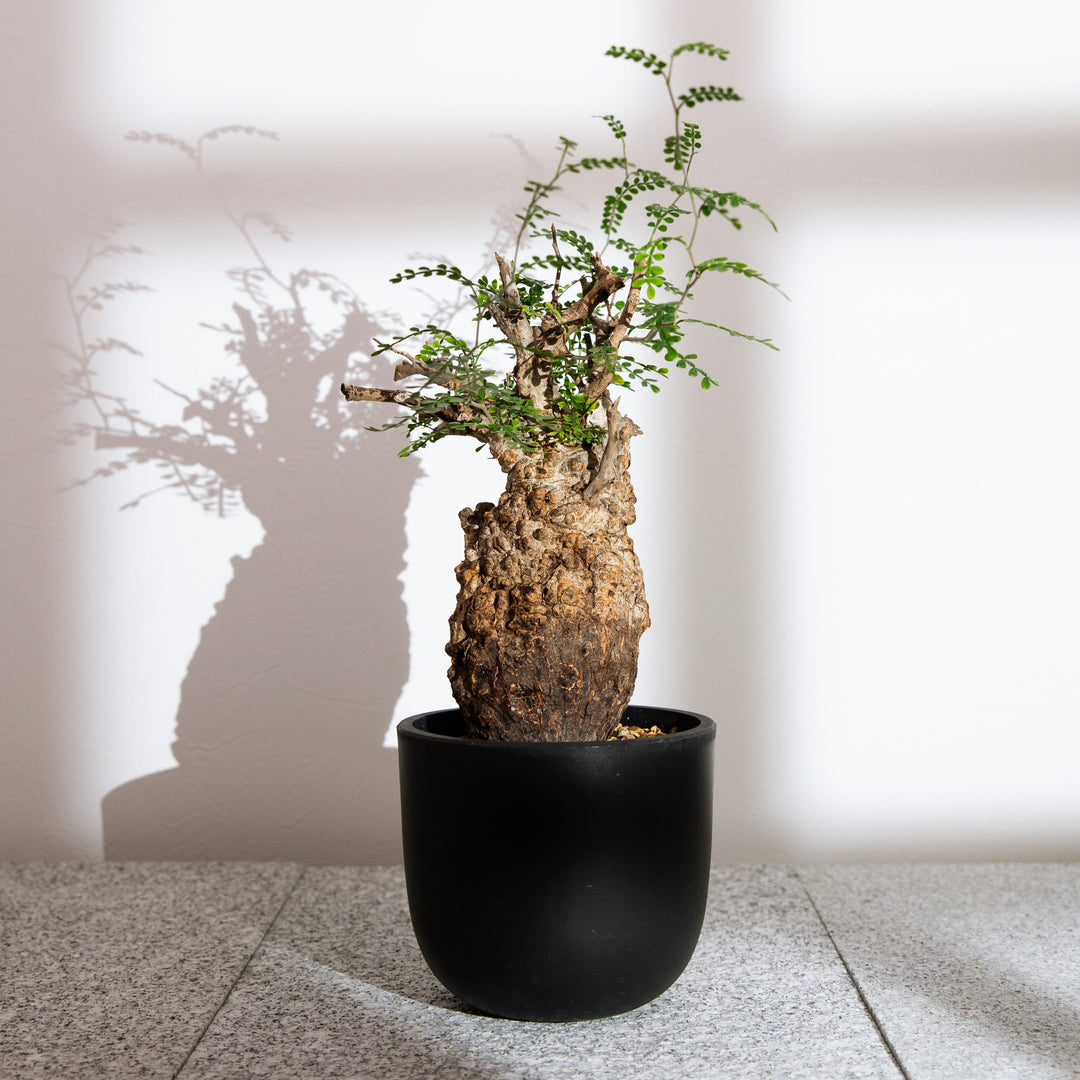 オペルクリカリア パキプス｜（OP-PAC-2503-009-ES）