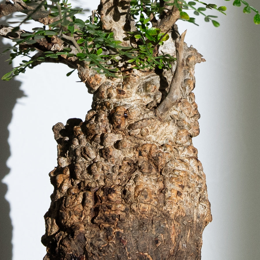 オペルクリカリア パキプス｜（OP-PAC-2503-009-ES）