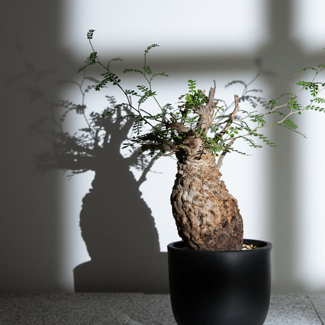 オペルクリカリア パキプス｜（OP-PAC-2503-009-ES）