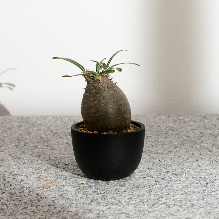 パキポディウム・グラキリス｜(PK-GRA-2509-002-ES)