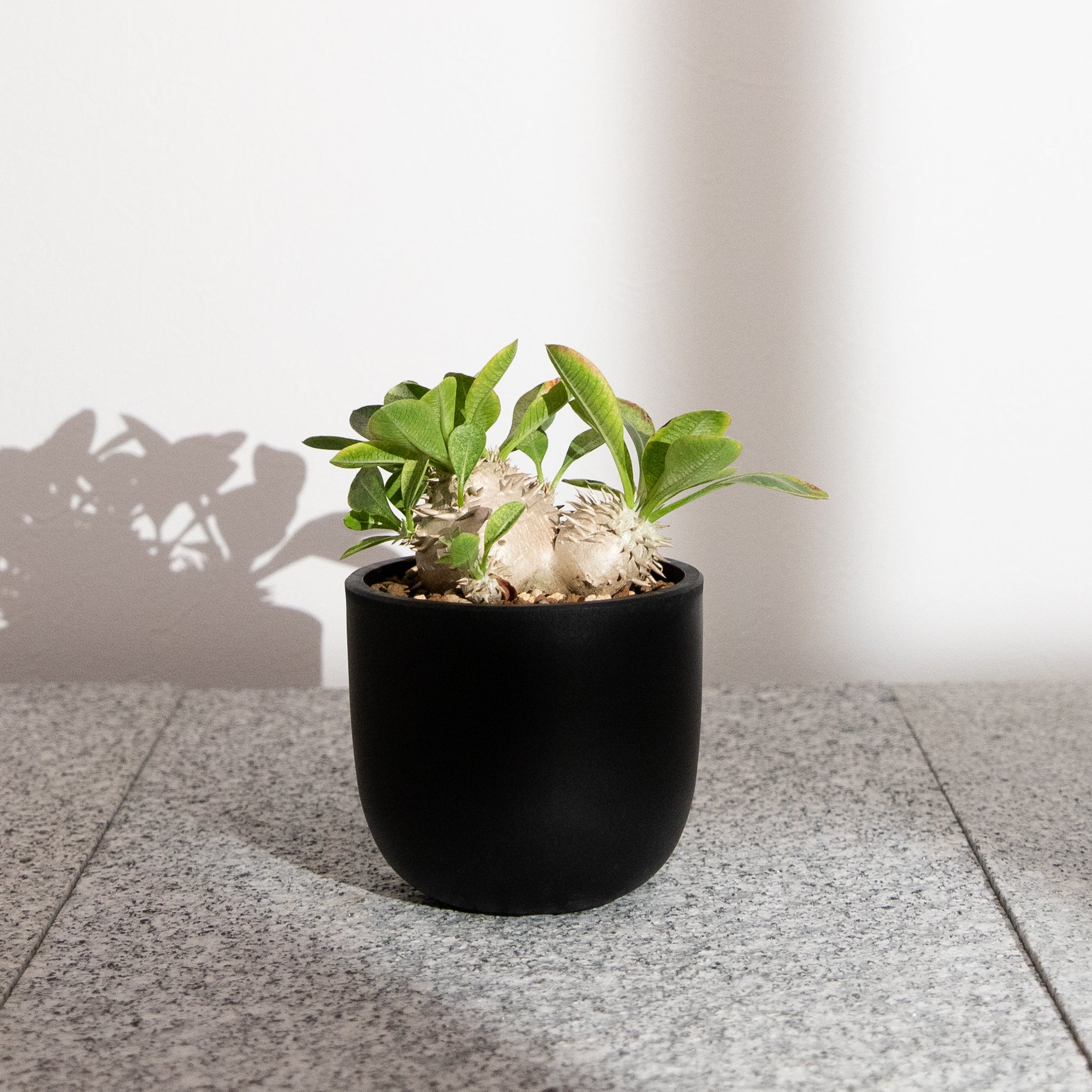 plants-all – KUSABI