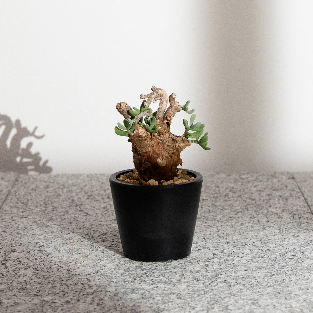 ケラリア・ピグマエア｜(CE-PYG-2508-002-ES) – KUSABI