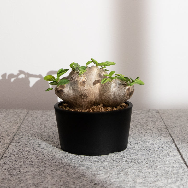 パキポディウム・恵比寿笑い｜(PK-BRE-2509-003-ES)