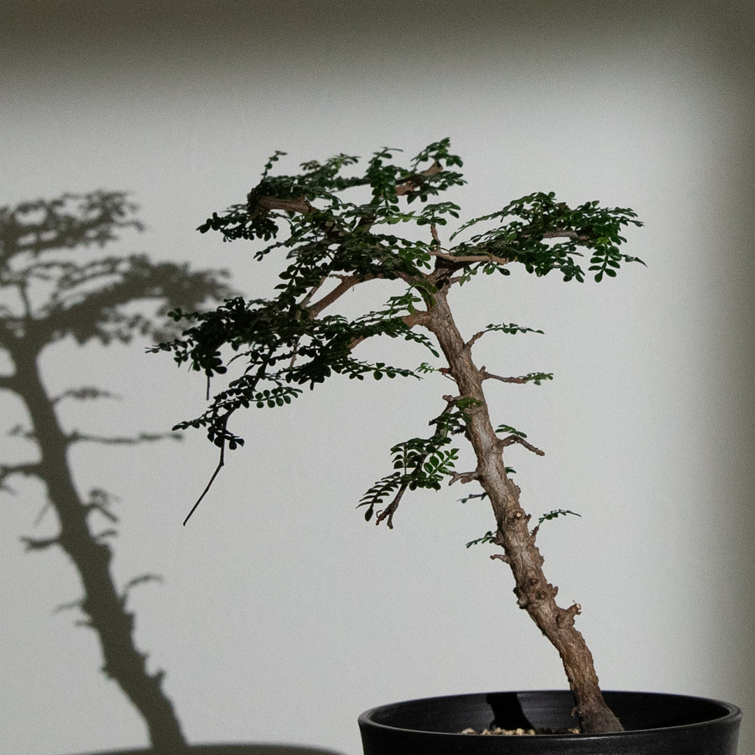 オペルクリカリア・パキプス｜(OP-PAC-2508-008-ES)