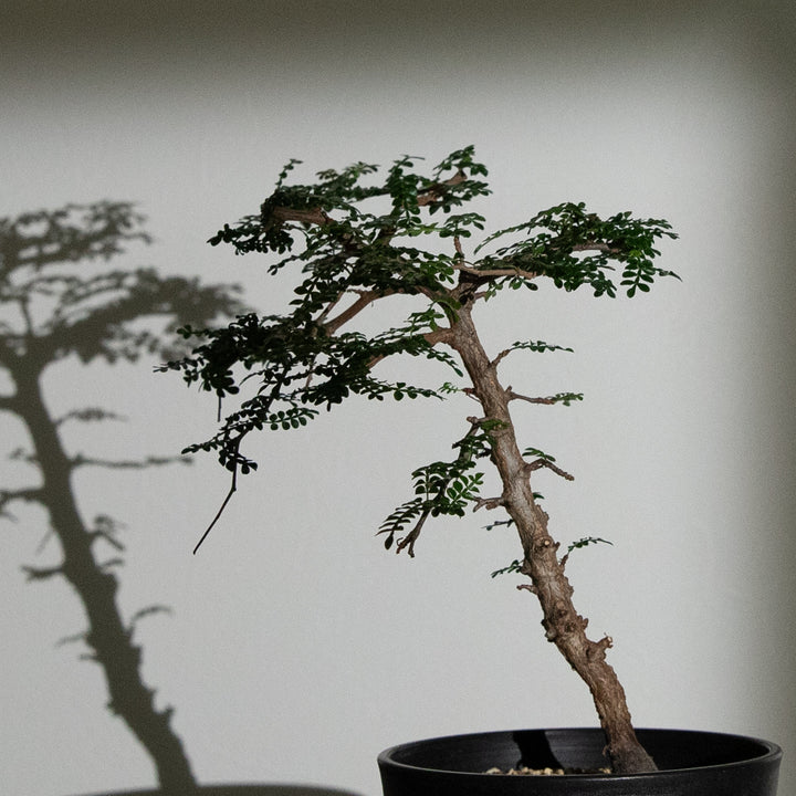 オペルクリカリア・パキプス｜(OP-PAC-2508-008-ES)