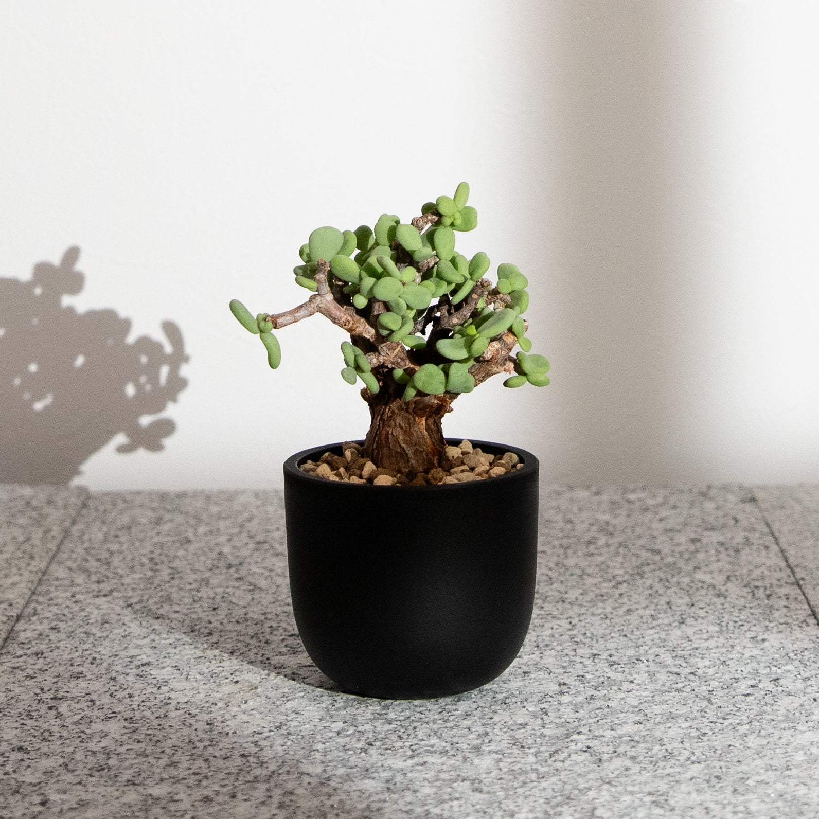 plants-all – KUSABI