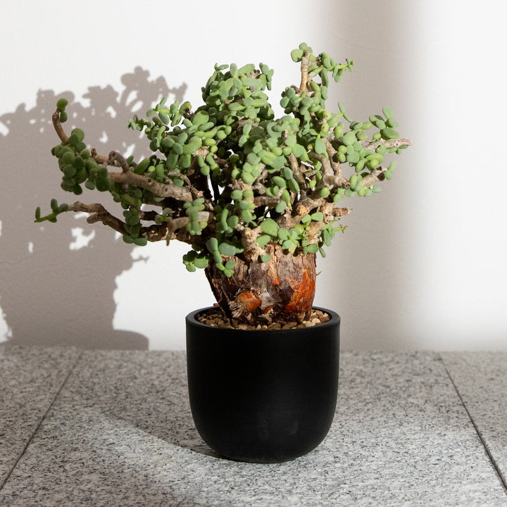 ケラリア ピグマエア｜（CE-PYG-2405-004-ES)