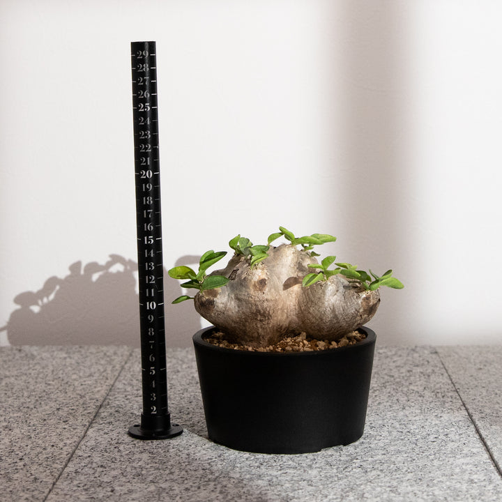 パキポディウム・恵比寿笑い｜(PK-BRE-2509-003-ES)